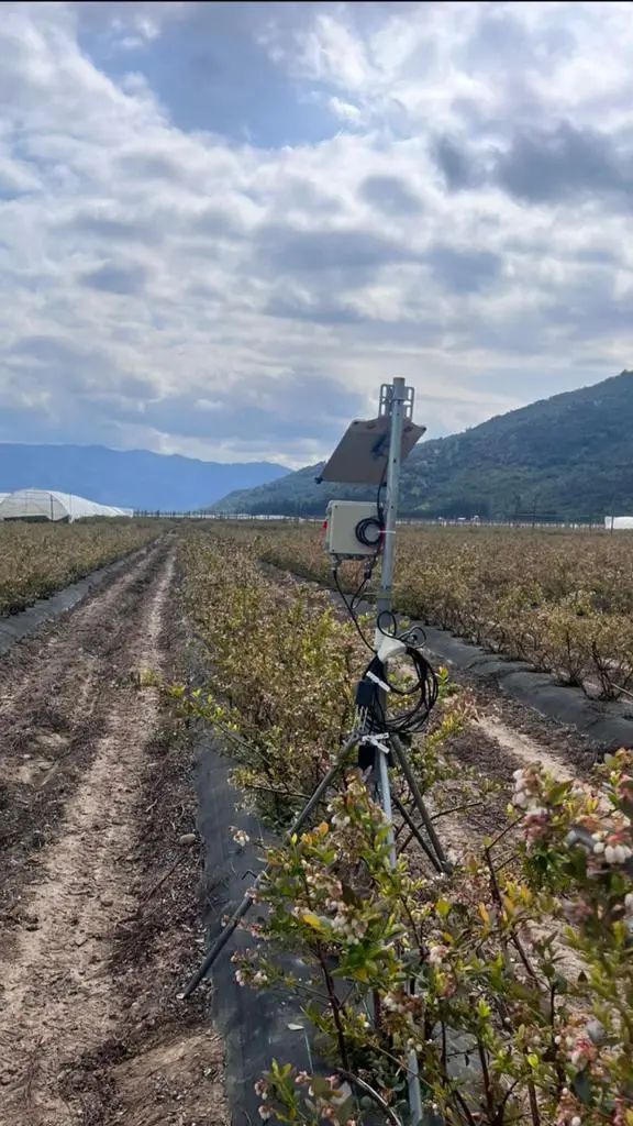 Estación de monitoreo en un campo de arándanos bajo cubierta en Curicó