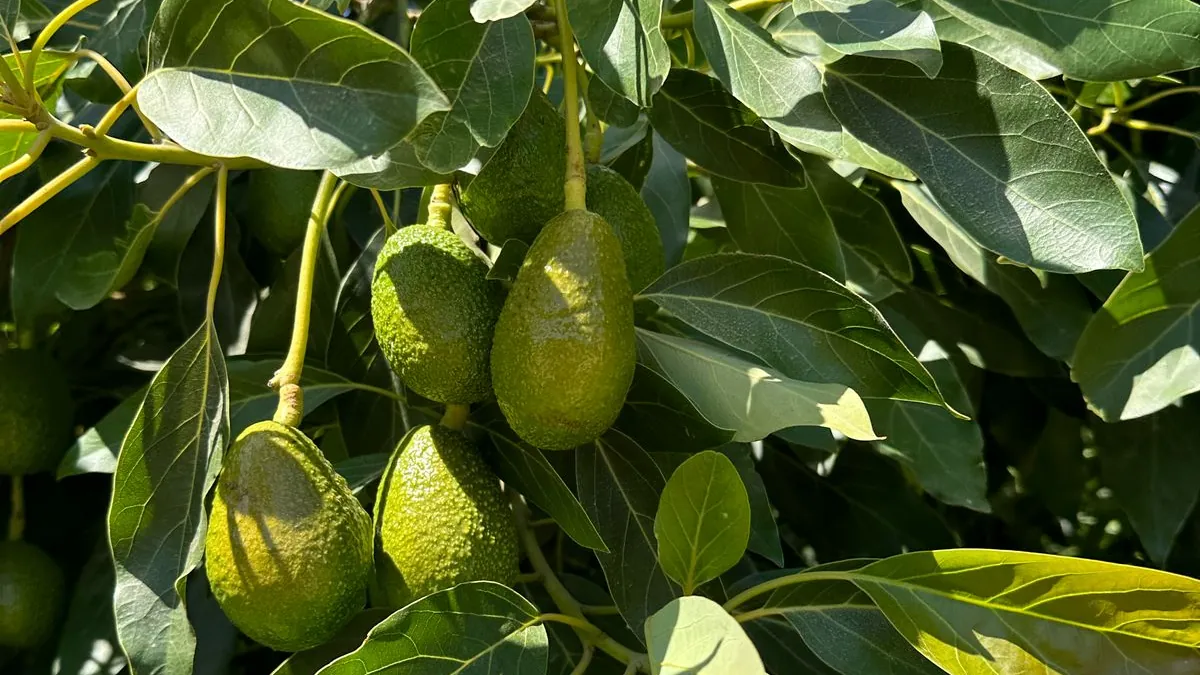 Paltas colgando entre el follaje del árbol
